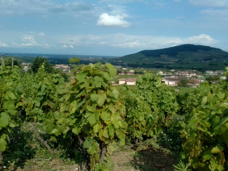 Chambres D'hôtes Quincié-en-Beaujolais 494828-4