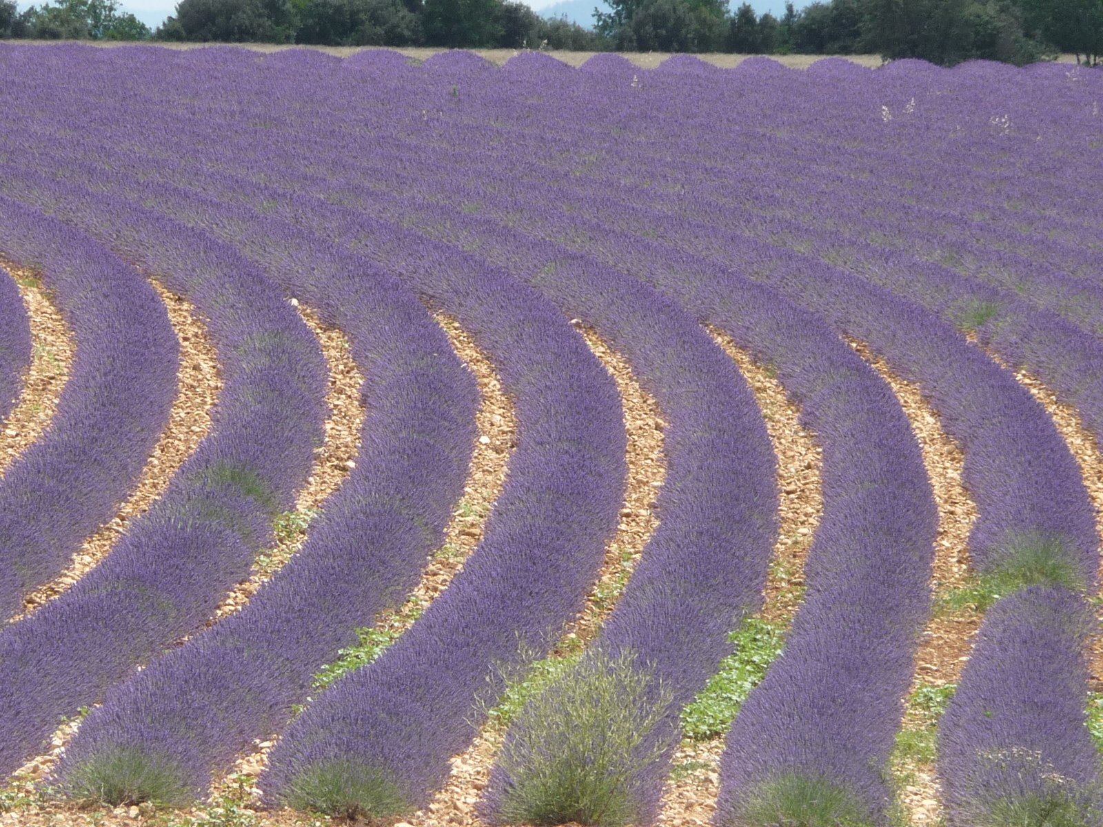 Gästrum Artignosc-sur-Verdon 97478