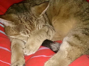 Chambre Chez L'habitant Le Val-D'ajol 211661-11