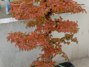 Quedarse En Casa Caluire-et-Cuire 34666-1