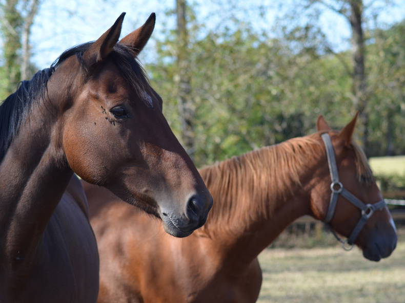Quedarse En Casa Le Château-d'Olonne 99934-5