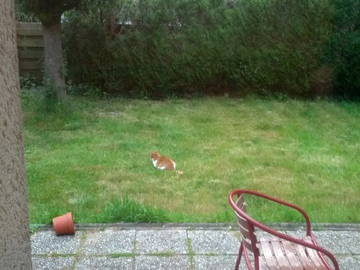 Kolokasie Rennes 41435-2