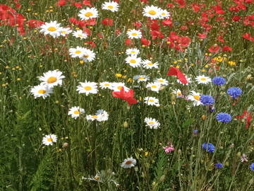 Chambre Chez L'habitant Carvin 428631-10