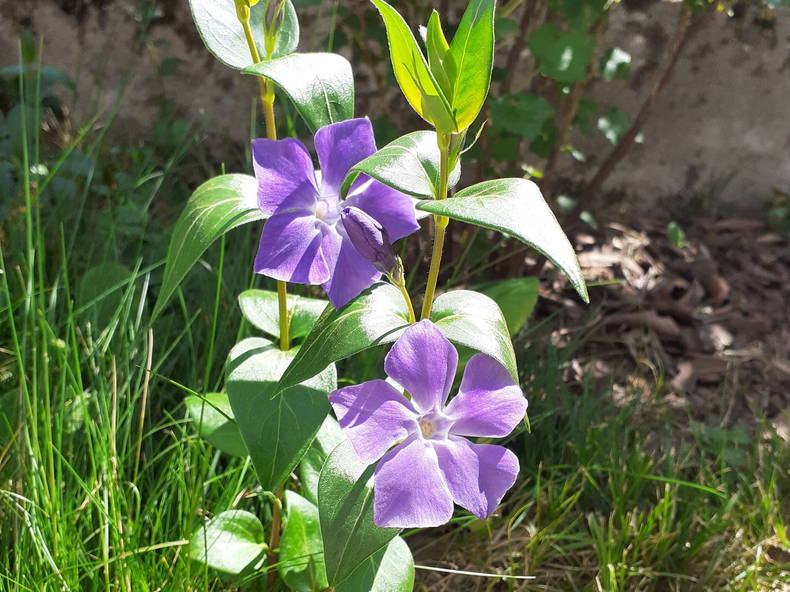 Chambre Chez L'habitant Gaillard 258817-5