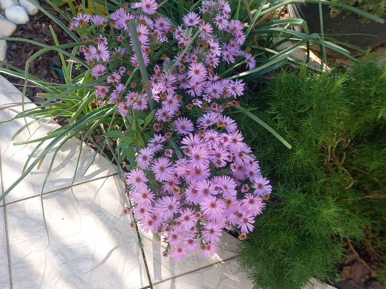 Homestay Bourges 262594-2