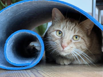 Homestay Troinex 330126-8