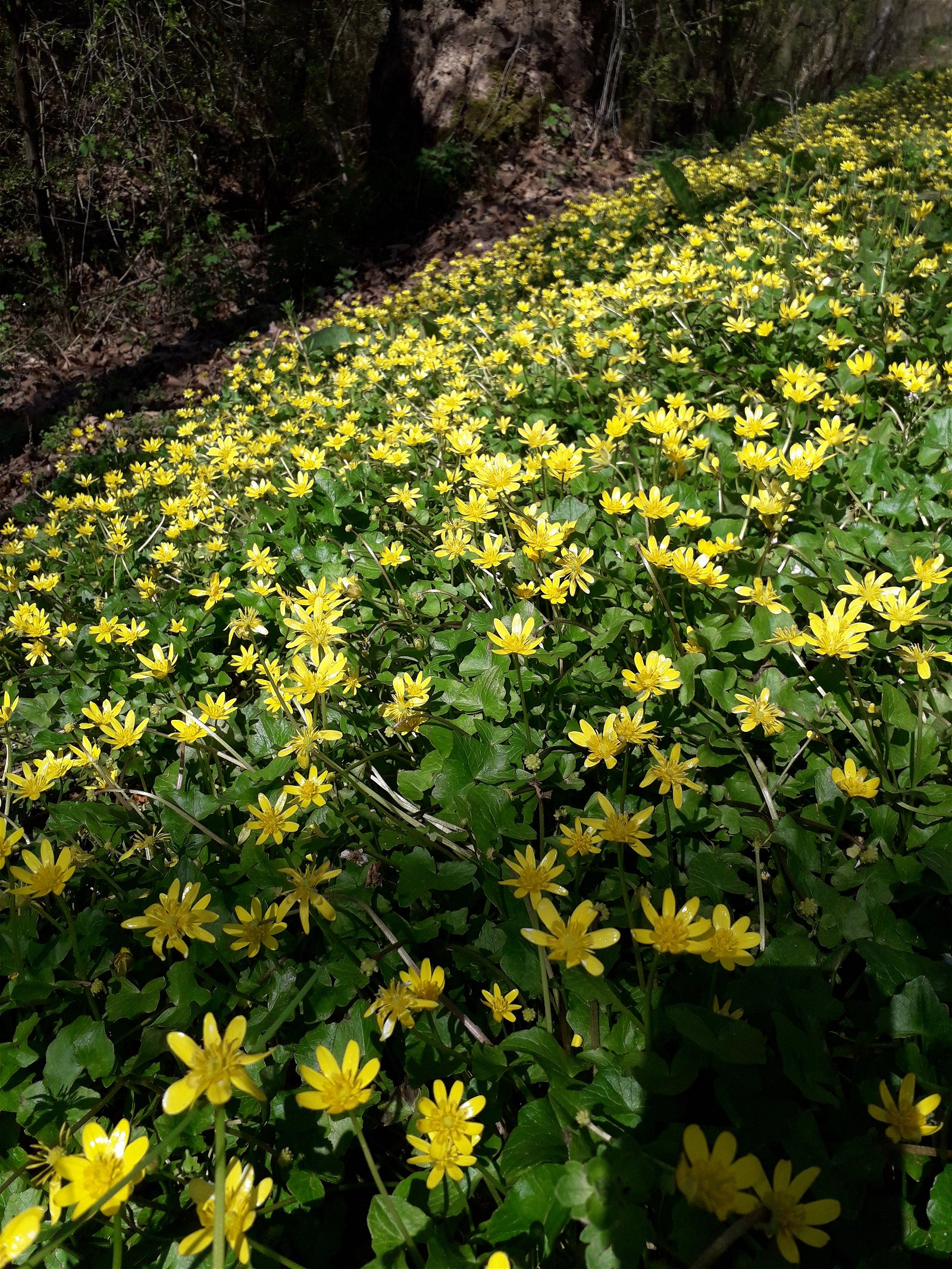 Hospedagem Em Casa De Família Saint-Maurice-Montcouronne 90351