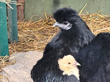 Chambre Chez L'habitant Montanaire 251938-11