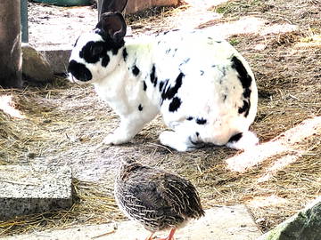 Chambre Chez L'habitant Montanaire 251938-12