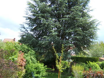 Gastgezin à louer à Lille - Tuin-5