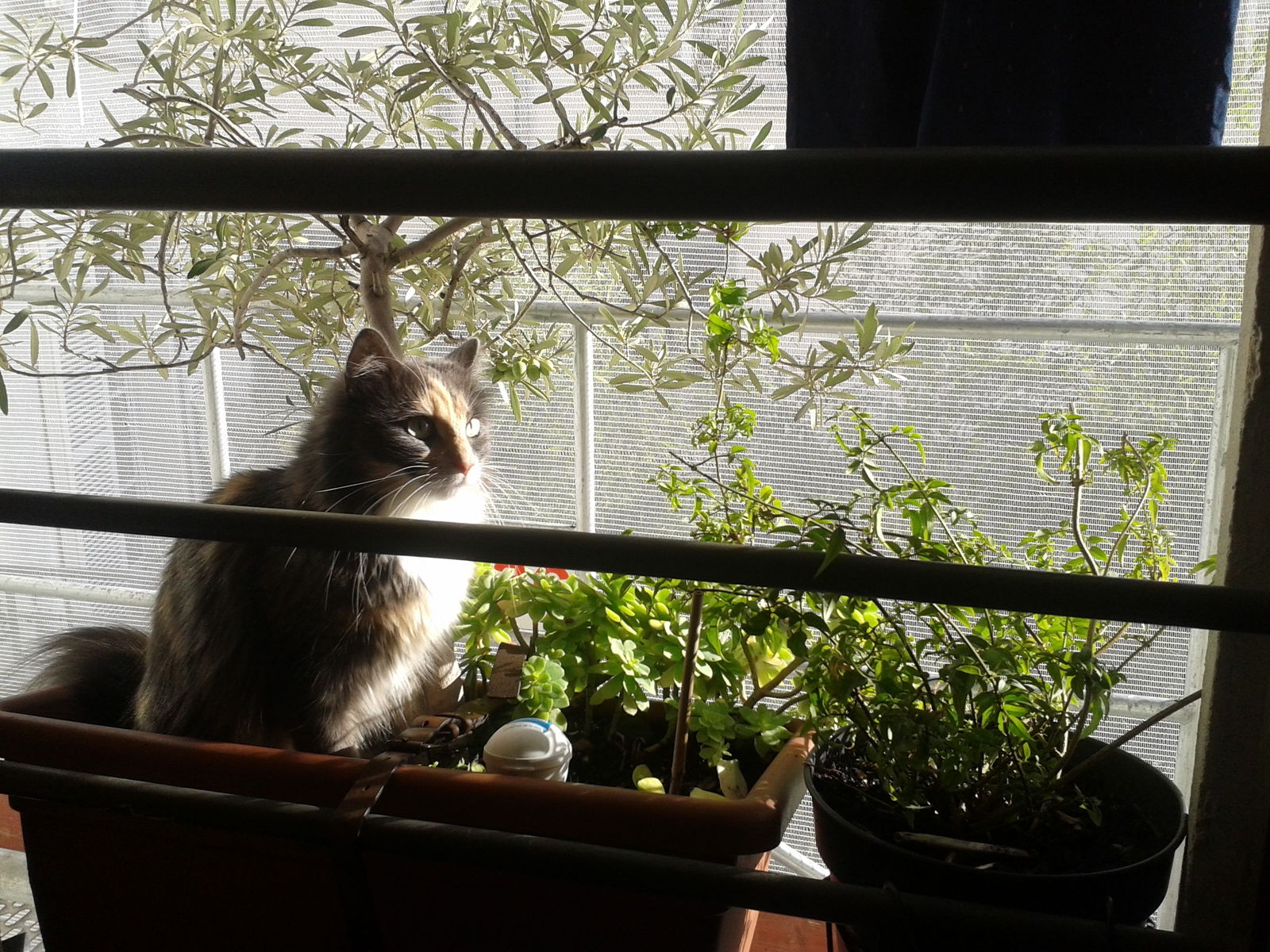 Chambre Chez L'habitant Paris 165611