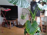 Gastfamilie Paris 165611