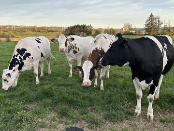 Bo hos värd att hyra i Reckange-Sur-Mess - bild 20 : annat rum-20