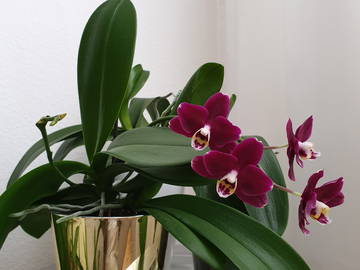 Chambre Chez L'habitant Le Grand-Saconnex 237068-5