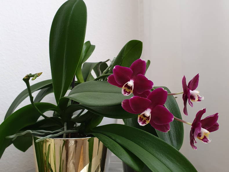 Chambre Chez L'habitant Le Grand-Saconnex 237068-5