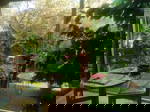 Homestay Lattes 631775