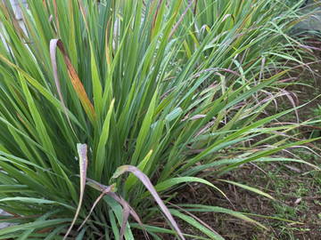Chambre Chez L'habitant Petit-Bourg 662411-11