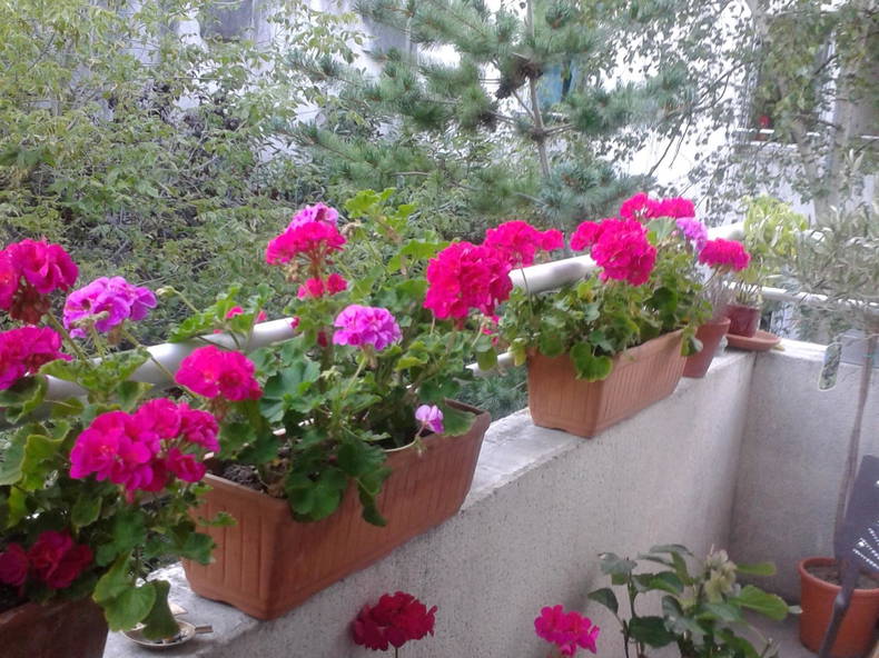 Quedarse En Casa Chaville 87734-3