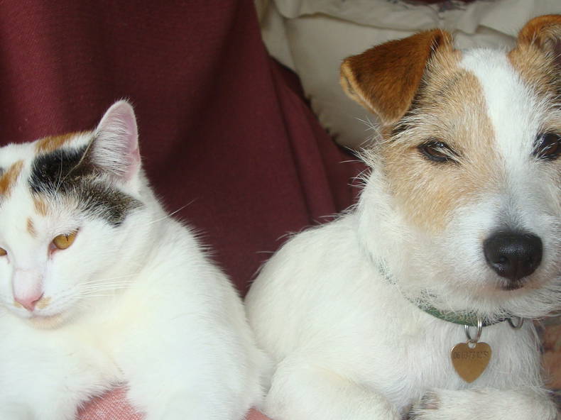 Chambre Chez L'habitant Chelles 165599-5