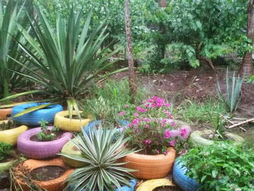 Guest room for rent in Guanacaste Province - photo 15: Garden-15