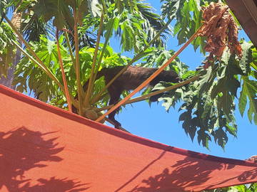 Guest room for rent in Guanacaste Province - photo 27: Other room-27