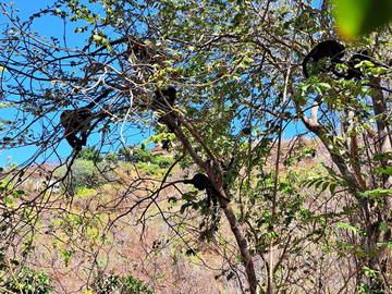 Guest room for rent in Guanacaste Province - photo 26: Other room-26