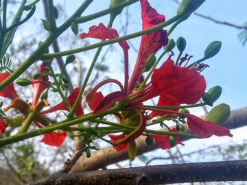 Guest room for rent in Guanacaste Province - photo 6: Garden-6