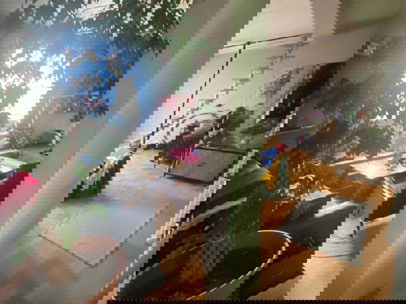 Kolokasie Noisy-le-Sec 651490-2