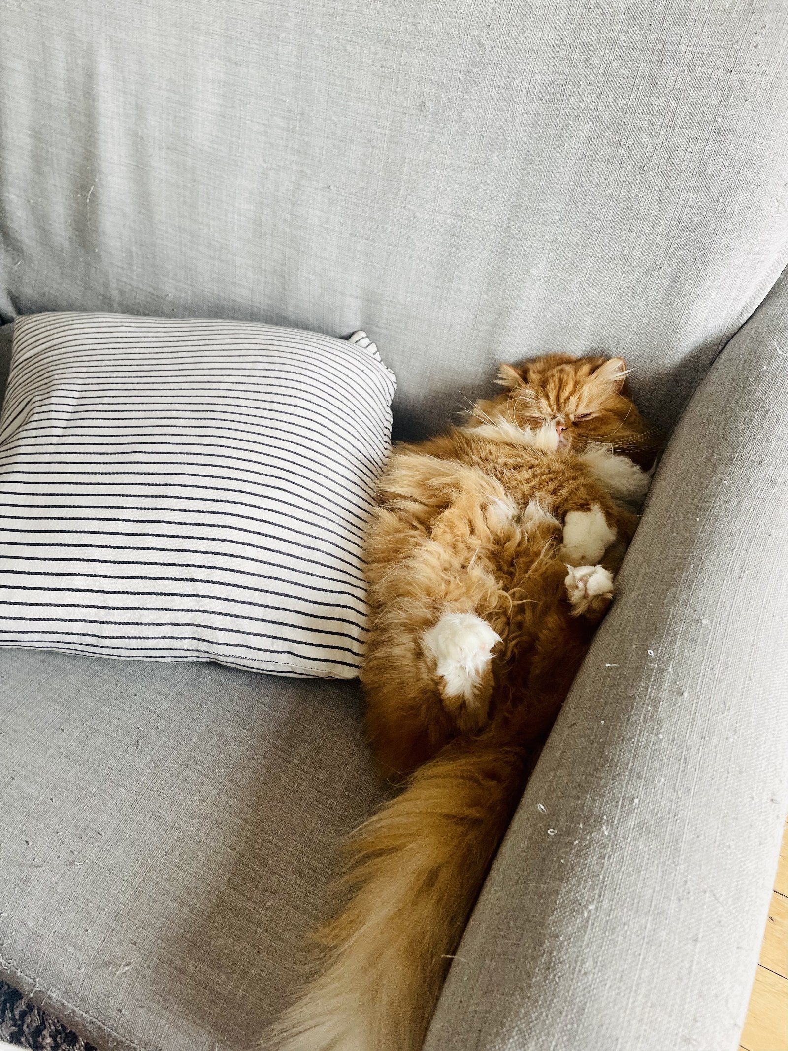 Colocatie Montréal 265941