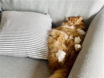 Colocation Montréal 265941-8