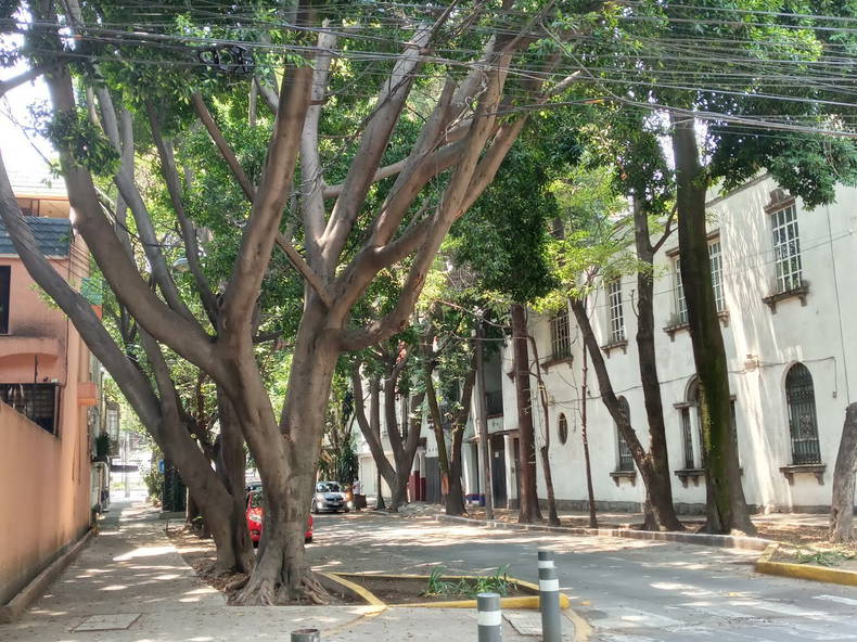 Entire Home México D.F. 249343-5