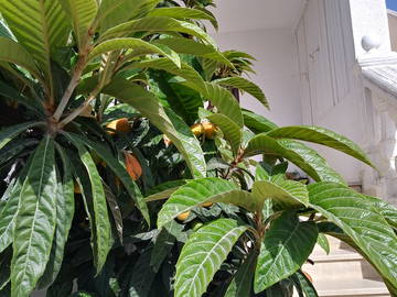 Gastfamilie Tunis 40679-3