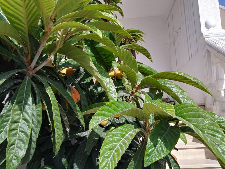 Famiglia Tunis 40679-3