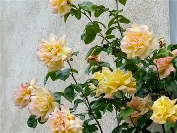 Chambre Chez L'habitant Changy 203852-7