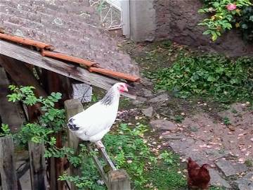 Chambre Chez L'habitant Changy 203852-11