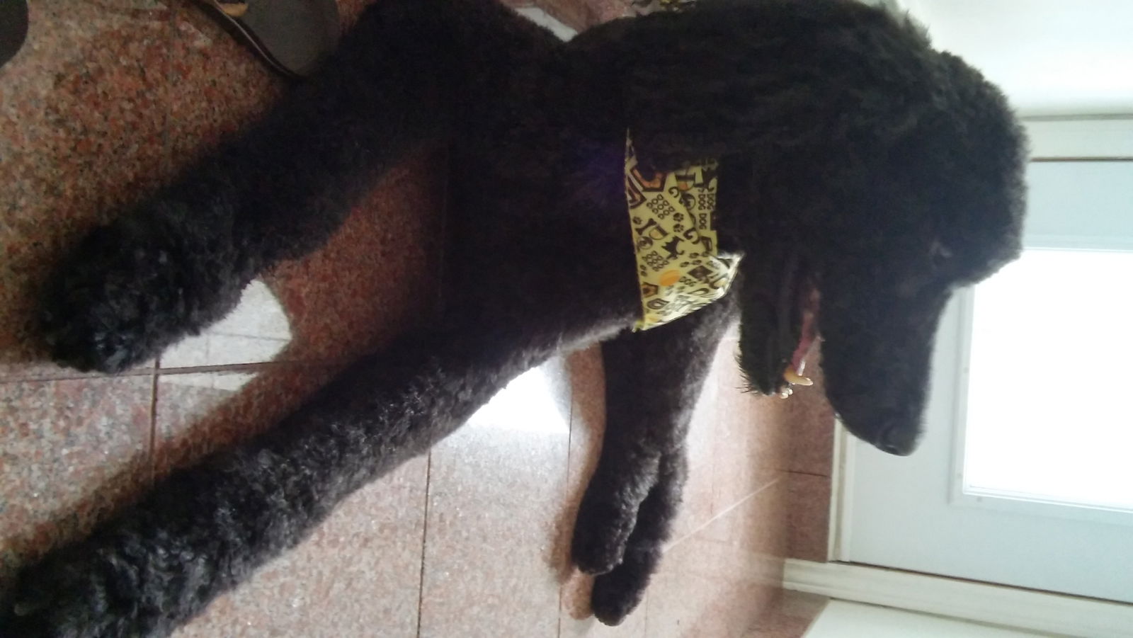 Chambre Chez L'habitant Montréal 173744