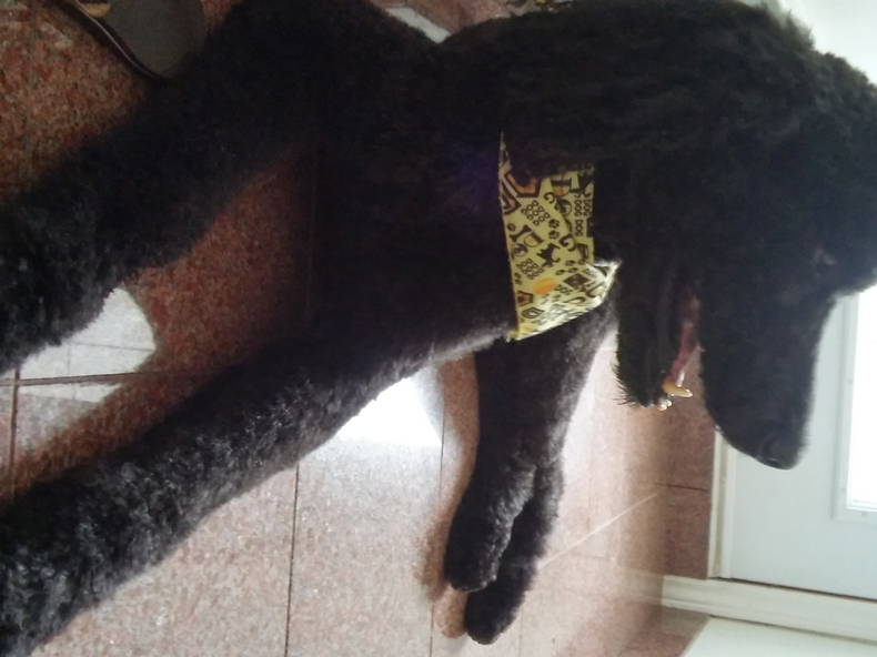 Gastgezin Montréal 173744-4