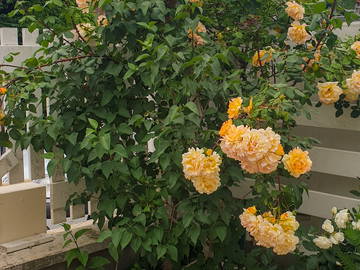 Chambre Chez L'habitant Champigny-Sur-Marne 662800-20