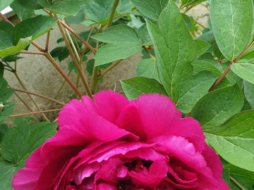 Chambre Chez L'habitant Champigny-Sur-Marne 662800-25