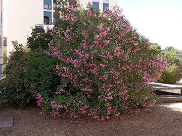 Chambre chez l'habitant à louer à Toulouse - photo 16 : jardin-16