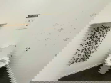 Colocation Stains 459033-11