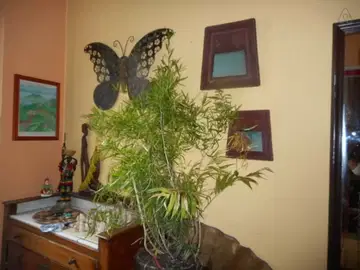 Wohngemeinschaft Schaerbeek 387634-4