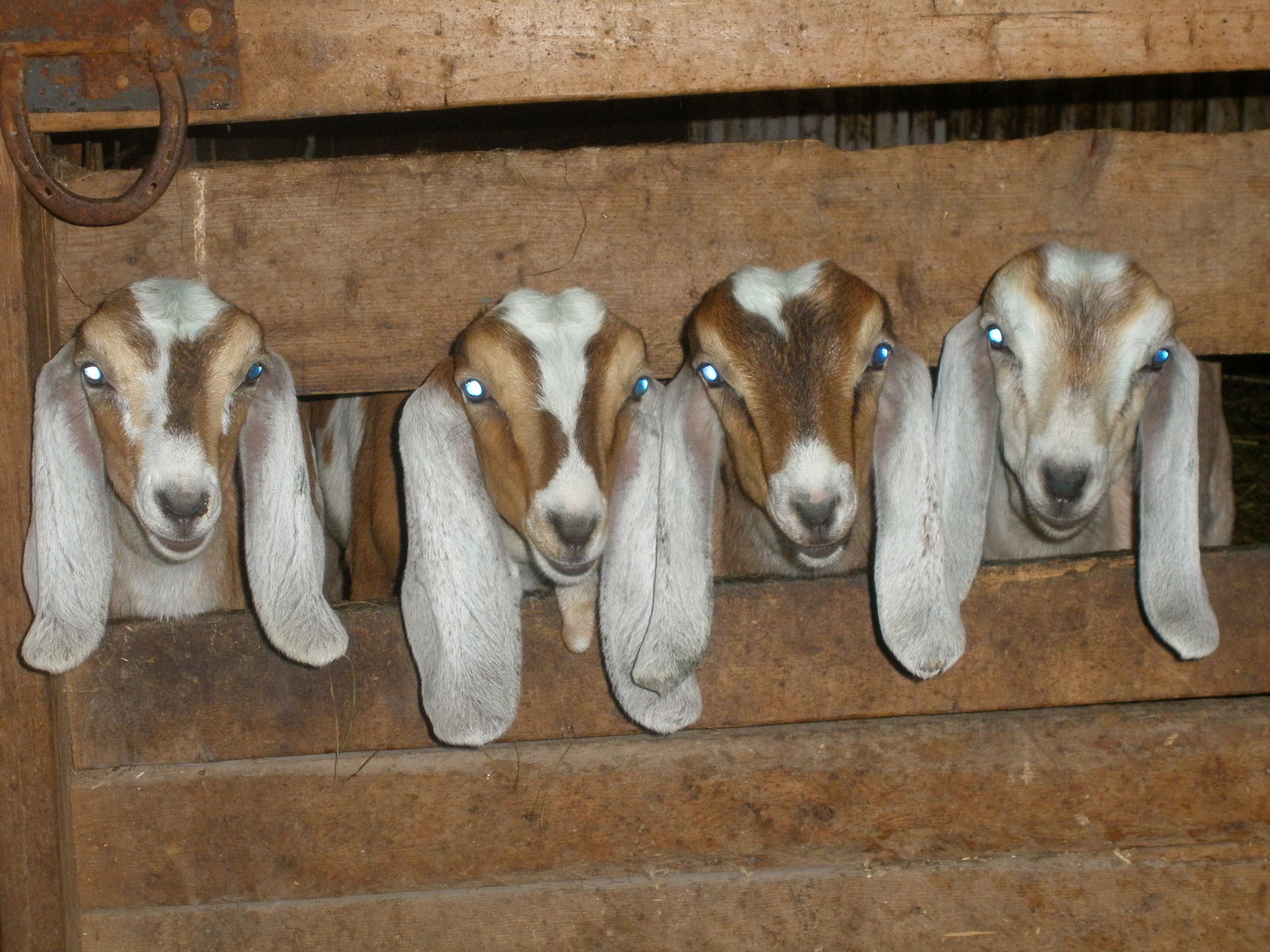 Gastgezin Dixville 298617