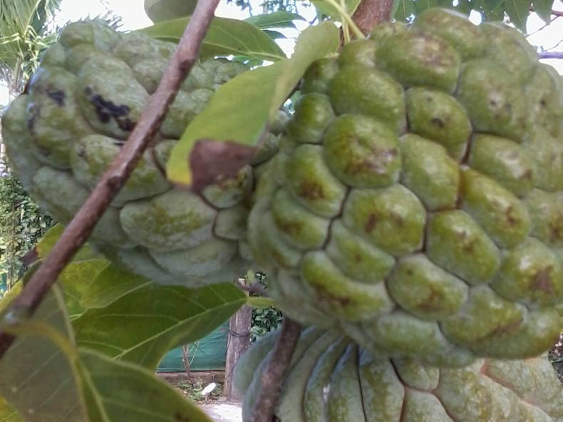 Homestay Martinique 67506-4