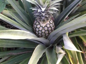 Chambre Chez L'habitant Martinique 67506-6