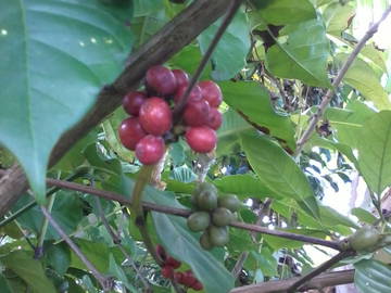 Chambre Chez L'habitant Martinique 67506-7