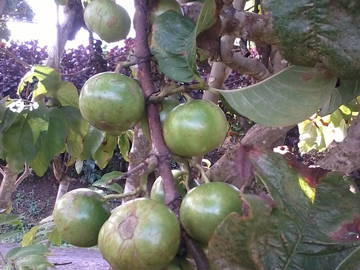 Chambre Chez L'habitant Martinique 67506-8
