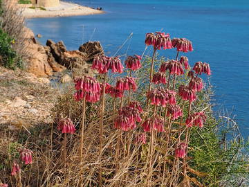 Chambre Chez L'habitant Mont-Roig Del Camp 640785-7