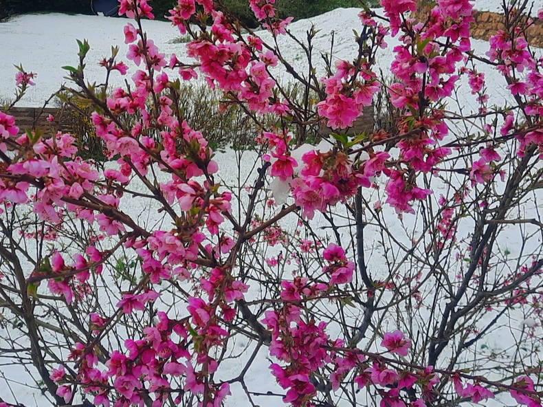 Famiglia Saint-Franc 428711-5