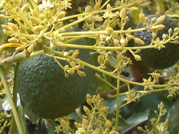 Chambre D'hôte Almuñécar 60949-12